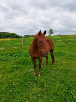 Reittherapie, Julia, Therapie & Behandlung, Plüderhausen