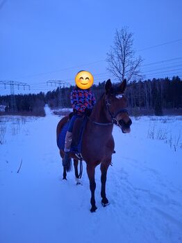 Reitunterricht Ponyzeit Einzelunterricht