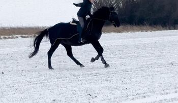 Freizeit,-Wiedereinsteiger,Anfänger Wallach