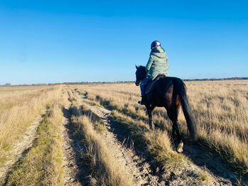 Verlässliches und unerschrockenes Freizeitpferd gesucht, Privat, Horses For Sale, Sankt Peter-Ording