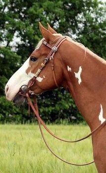 Zuverlässiger Paint Horse Wallach für Show und Freizeit