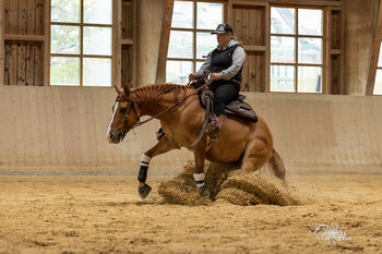 Zuverlässiger Reiner sucht Bestplatz! Appaloosa QuarterHorse, Sarah Kerscher, Horses For Sale, Oberhaching