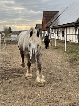 zuverlässige Reitbeteiligung/Pflegebeteiligung (Pferd sucht)