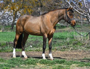 zuverlässiges Reitpony