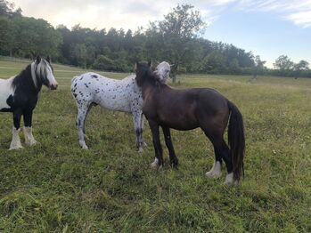 Verlasspferd großer Irish Cob Smoky Black
