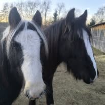 Verlasspferd großer Irish Cob Smoky Black