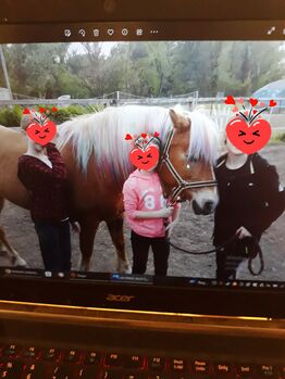 Verlass Stute Haflinger, Bianca, Horses For Sale, Schletz