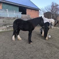 Verlasspferd großer Irish Cob Smoky Black, Tina, Horses For Sale, Calden