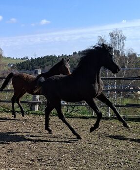 Vollblutaraber Jährlingshengst, rein ägyptisch, Barbara, Horses For Sale, Stallhofen