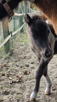 Purebred Falabella miniature horse