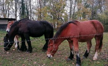 Rheinisch Deutsches Kaltblut x Mecklenburger Kaltblut Stute