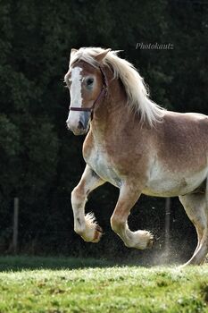 Rheinisch deutscher kalblut Wallach zu verkaufen, Michelle Müller , Horses For Sale, Odenthal