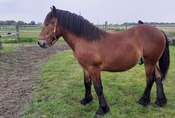 Verkaufe Rheinisch-Deutschen Kaltblutwallach, A.Sack, Horses For Sale, Lützen 