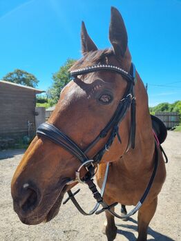 Rhinegold cavasson bridle, Rhinegold , Kelly , Ogłowia, BRIDPORT