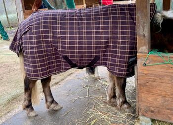 Rhino Pony Regendecke Shettydecke 85, Horseware Rhino , Sonja, Horse Blankets, Sheets & Coolers, Bad Nauheim