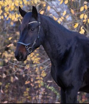 Ricardo Star X fiedertanz sportpferd