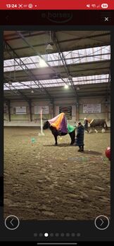 Reitbeteiligung auf liebenswertem Islandwallach in Hahnhofen