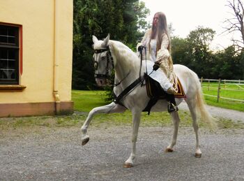 Reitbeteiligung bis Hohe Schule o. Pflegebeteiligung für Lusitano bei Stetten