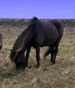 Gerittene Stute, für Zucht und Freizeit, tragend, Islandpferde-aus-Island, Horses For Sale, Ihlienworth