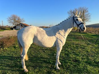 Ride pony for children, Vladimira Vladimirova, Konie na sprzedaż, Разград