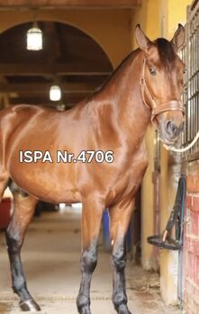 Rittiger PRE Wallach mit vie Luft nach oben, ISPA - Iberische Sportpferde Agentur (ISPA - Iberische Sportpferde Agentur), Horses For Sale, Bedburg