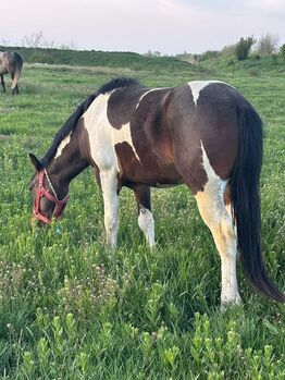 Geritten und Gefahren