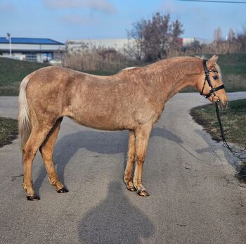 Geritten und Gefahren