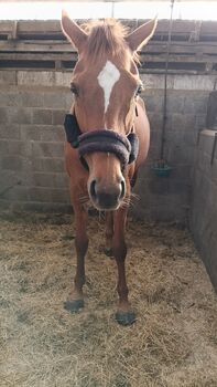 Ride horse for sale, Nina, Horses For Sale, Terneuzen 