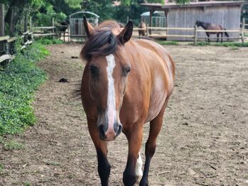 Reit-, Pflegebeteiligung, Kerstin Gerstl, Horse Sharing, St.Pölten