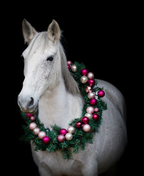 Reit-/Pflegebeteiligung