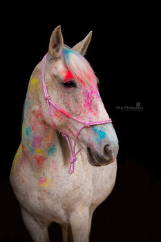 Reit-/Pflegebeteiligung, Micky, Horse Sharing, Düren