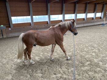 Reit/ Pflegebeteiligung, Sandra , Horse Sharing, Geigelberg