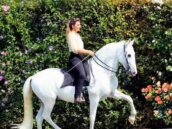 Reitunterricht, Reitkunst, Bodenarbeit, Barockreiten, Reitlehrer, Kerstin Heyn - Feine Reitkunst (Sprint GmbH - Feine Reitkunst), Riding Lessons, Freiburg