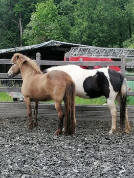 Reitbeteiligung an Islandpferd, Stute, Birgit, Horses For Sale, Reinsfeld 