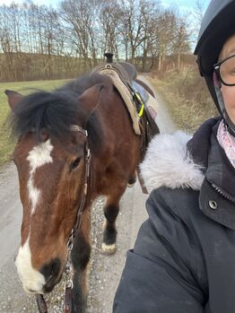 Reitbeteiligung auf kleinem Wallach, Mischlingspferd Wallach, Birgit, Horse Sharing, Oberneufnach 