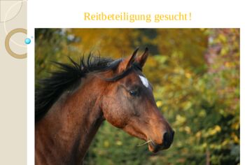 Reitbeteiligung oder Verfügung, Franzi, Horse Sharing, Schladen