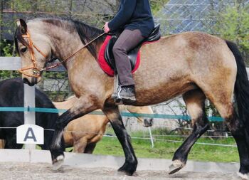 Reitbeteiligung oder nur Unterricht für Kinder Welsh Cob Stute