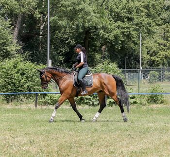Reitbeteiligung gesucht (PsR)