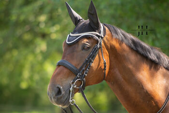 Reitbeteiligung gesucht (PsR), Marie , Horse Sharing, Karlsruhe