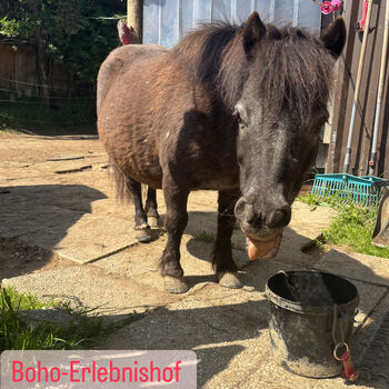 Reitpädagogik Boho-Erlebnishof