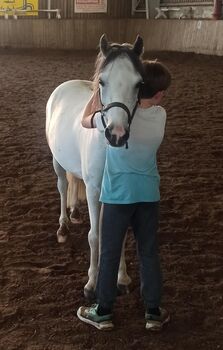 Reitpony 128cm