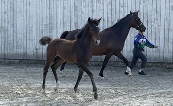 Reitpony Hengstfohlen v. Top Boy of Love