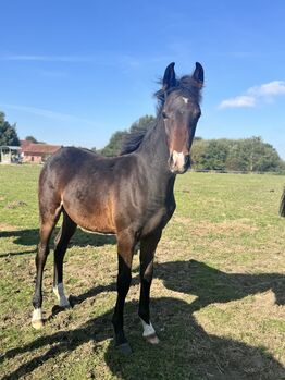 Reitpony Hengstfohlen v. Top Boy of Love, Anna Wessel , Horses For Sale, Bassum