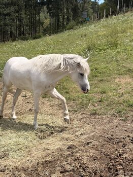 Reitpony für Kinder