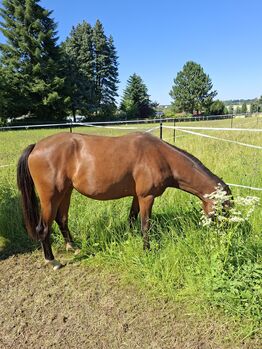 Reitpony Stute