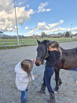Reitpony Welsh Pony Kinderpony, Karina Fischer, Horses For Sale, DROBOLLACH 