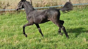 Reitpony Jährling, Kurda, Horses For Sale, Rotenburg