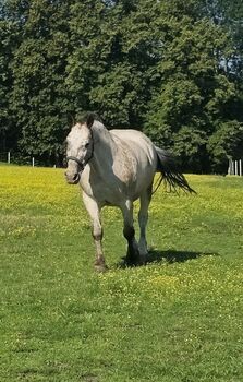 Reitbeteiligung zu vergeben, Stefanie , Konie na sprzedaż, St. Margareten im Rosental