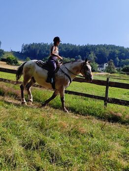 Reitbeteiligung zu vergeben