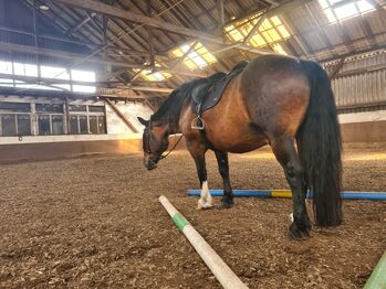 Reitbeteiligung in 63674 zu vergeben, KaltblutLiebe🐎💕, Horse Sharing, Ranstadt